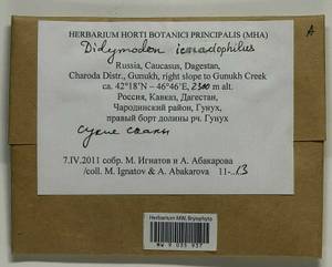 Didymodon icmadophilus (Schimp. ex Müll. Hal.) K. Saito, Bryophytes, Bryophytes - North Caucasus & Ciscaucasia (B12) (Russia)