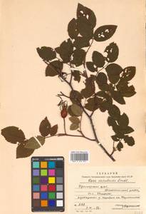 Rosa acicularis Lindl., Siberia, Russian Far East (S6) (Russia)