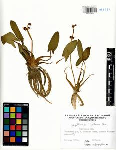 Sagittaria natans Pall., Siberia, Baikal & Transbaikal region (S4) (Russia)