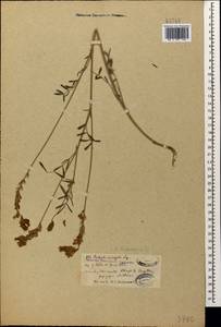 Onobrychis biebersteinii Sirj., Caucasus, Armenia (K5) (Armenia)