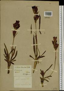 Gentiana decumbens L. fil., Siberia, Baikal & Transbaikal region (S4) (Russia)