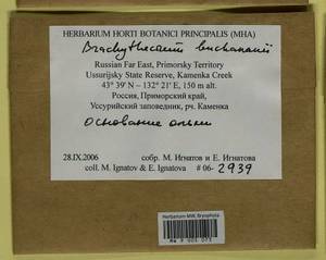 Brachythecium buchananii (Hook.) A. Jaeger, Bryophytes, Bryophytes - Russian Far East (excl. Chukotka & Kamchatka) (B20) (Russia)