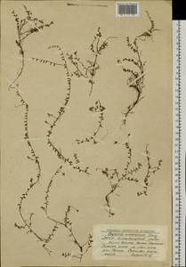 Vaccinium microcarpum (Turcz. ex Rupr.) Schmalh. ex Busch, Siberia, Yakutia (S5) (Russia)