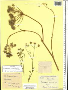 Astrodaucus orientalis (L.) Drude, Caucasus, Armenia (K5) (Armenia)