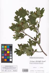 Crataegus monogyna Jacq., Eastern Europe, Moscow region (E4a) (Russia)