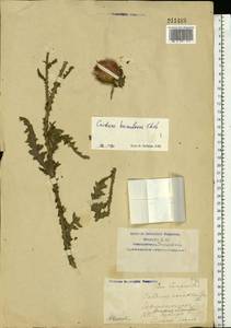 Carduus hamulosus Ehrh., Eastern Europe, Lower Volga region (E9) (Russia)