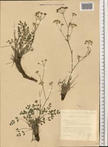 Pimpinella tragium Vill., Eastern Europe, South Ukrainian region (E12) (Ukraine)