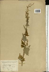 Atriplex sagittata Borkh., Eastern Europe, Central region (E4) (Russia)