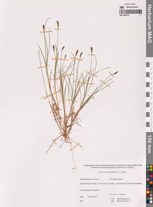 Carex parallela subsp. redowskiana (C.A.Mey.) T.V.Egorova, Siberia, Chukotka & Kamchatka (S7) (Russia)