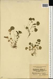 Cardamine amara L., Eastern Europe, Moscow region (E4a) (Russia)