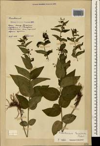 Vincetoxicum hirundinaria subsp. jailicola (Juz.) Markgr., Crimea (KRYM) (Russia)