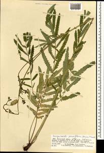 Poterium tenuifolium var. alba (Trautv. & C. A. Mey.), Mongolia (MONG) (Mongolia)
