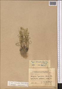 Gagea reticulata (Pall.) Schult. & Schult.f., Middle Asia, Kopet Dag, Badkhyz, Small & Great Balkhan (M1) (Turkmenistan)