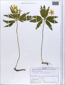 Anemone ranunculoides L., Eastern Europe, North Ukrainian region (E11) (Ukraine)