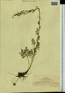 Artemisia laciniata Willd., Siberia, Western (Kazakhstan) Altai Mountains (S2a) (Kazakhstan)