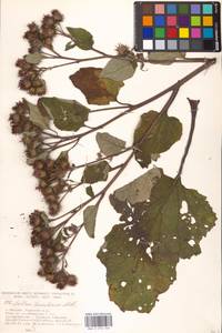 Arctium tomentosum Mill., Eastern Europe, Moscow region (E4a) (Russia)