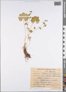 Alchemilla litwinowii Juz., Eastern Europe, Central forest region (E5) (Russia)