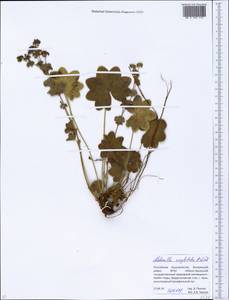 Alchemilla conglobata H. Lindb., Eastern Europe, Eastern region (E10) (Russia)