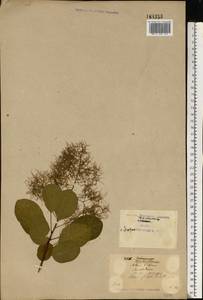 Cotinus coggygria Scop., Eastern Europe, North Ukrainian region (E11) (Ukraine)