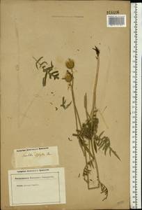 Klasea radiata subsp. gmelinii (Tausch) L. Martins, Eastern Europe, Lower Volga region (E9) (Russia)