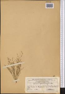 Juncus sphaerocarpus Nees, Middle Asia, Western Tian Shan & Karatau (M3) (Kazakhstan)