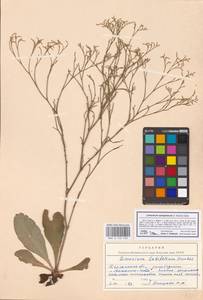 Limonium sareptanum (A. K. Becker) Gams, Eastern Europe, South Ukrainian region (E12) (Ukraine)
