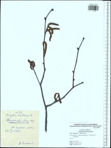 Corylus avellana L., Eastern Europe, Central region (E4) (Russia)