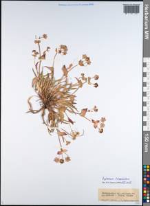 Bupleurum triradiatum Adams ex Hoffm., Siberia, Baikal & Transbaikal region (S4) (Russia)