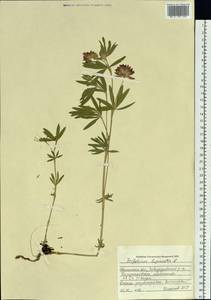 Trifolium lupinaster L., Siberia, Western Siberia (S1) (Russia)