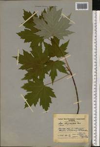 Acer saccharinum L., Eastern Europe, Moscow region (E4a) (Russia)