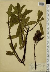Sibiraea laevigata (L.) Maxim., Siberia, Altai & Sayany Mountains (S2) (Russia)