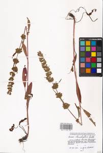 Rumex stenophyllus Ledeb., Eastern Europe, Moscow region (E4a) (Russia)