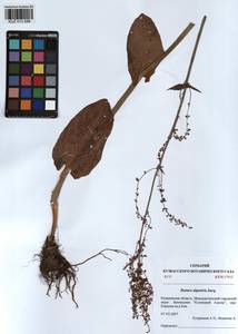 Rumex arifolius All., Siberia, Altai & Sayany Mountains (S2) (Russia)