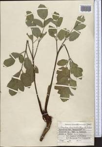 Angelica brevicaulis (Rupr.) B. Fedtsch., Middle Asia, Western Tian Shan & Karatau (M3) (Kyrgyzstan)