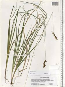 Carex elongata L., Eastern Europe, Belarus (E3a) (Belarus)