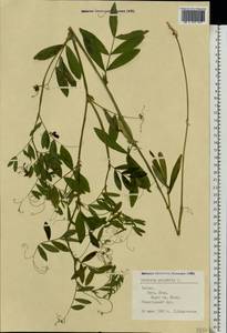 Lathyrus palustris L., Eastern Europe, Latvia (E2b) (Latvia)