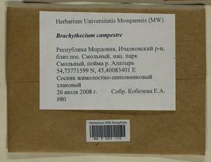 Brachythecium campestre (Müll. Hal.) Schimp., Bryophytes, Bryophytes - Middle Volga (B9) (Russia)