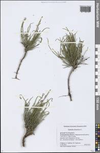 Ephedra distachya L., Eastern Europe, Lower Volga region (E9) (Russia)