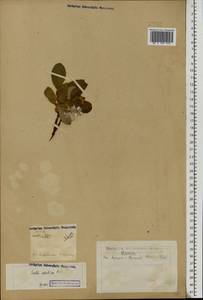 Salix arctica Pall., Eastern Europe, Eastern region (E10) (Russia)