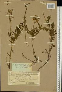 Hedysarum hedysaroides (L.)Schinz & Thell., Eastern Europe, Northern region (E1) (Russia)