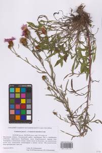 Centaurea jacea × scabiosa, Eastern Europe, Moscow region (E4a) (Russia)