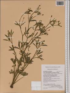 Ranunculus sceleratus L., Western Europe (EUR) (United Kingdom)