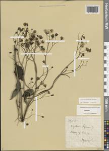 Lapsana communis subsp. intermedia (M.Bieb.) Hayek, Caucasus, Armenia (K5) (Armenia)