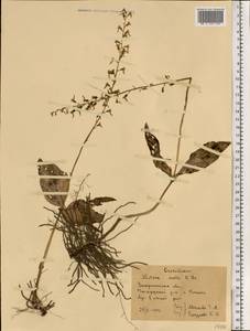 Neottia ovata (L.) Bluff & Fingerh., Eastern Europe, West Ukrainian region (E13) (Ukraine)