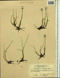 Eriophorum scheuchzeri Hoppe, Siberia, Central Siberia (S3) (Russia)