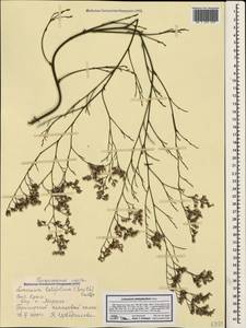 Limonium coriarium H.Arnaud, Crimea (KRYM) (Russia)