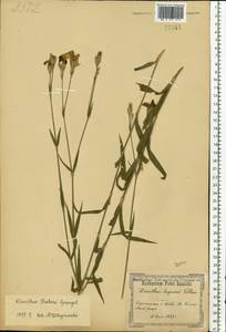 Dianthus chinensis, Eastern Europe, North Ukrainian region (E11) (Ukraine)