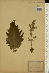 Salvia aethiopis L., Eastern Europe, South Ukrainian region (E12) (Ukraine)