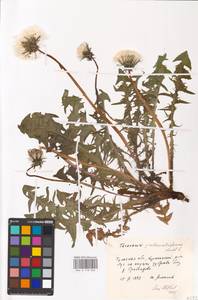Taraxacum pectinatiforme H. H. Lindb., Eastern Europe, Central region (E4) (Russia)