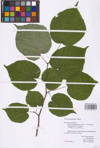 Tilia platyphyllos Scop., Eastern Europe, Central region (E4) (Russia)